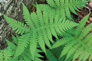 Images Dated 7th March 2007: Waterville Valley, NH. Long Beech Fern, Thelypteris Phegopteris. White Mountains N.F