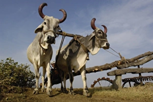 Images Dated 11th November 2006: Waterwheel driven by 2 oxen. As the level of the well drops they add more metal or