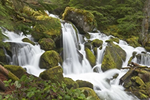 Falls Prints: Watson creek, Oregon