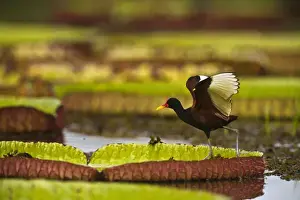 Water Bird Prints: Wattled Jacana (Jacana jacana ) Savannah Rupununi GUYANA. South America