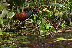 Pantanal Prints: Wattled jacana wading through swampy terrain