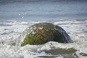 North Otago Prints: Wave splashing over Moeraki Boulder, North Otago, South Island, New Zealand