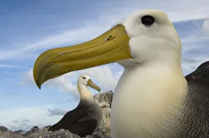 Images Dated 20th January 2010: Waved Albatross