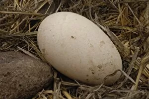 Images Dated 27th July 2007: Waved albatross egg (Phoebastria irrorata) Espaola Island Galapagos Islands Ecuador