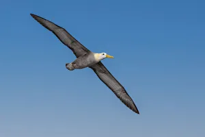 Waved albatross flying, Espanola Island, Galapagos Islands, Ecuador
