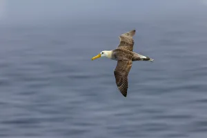 Ritual Prints: Waved albatross flying, Espanola Island, Galapagos Islands, Ecuador