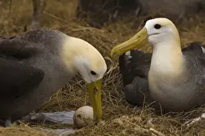 Nurture Prints: Waved Albatross pair (Phoebastria irrorata) change over for egg incubating