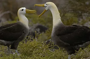 Images Dated 28th June 2006: Waved albatross (Phoebastria irrorata) pair in courtship ritual which they perfect over the years