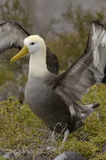 Images Dated 28th June 2006: Waved albatross (Phoebastria irrorata) pair in courtship ritual which they perfect over the years