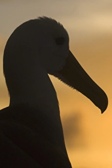 Waved Albatross (Phoebastria irrorata), Punta Cevallos, EspaAnola Island, Galapagos Islands
