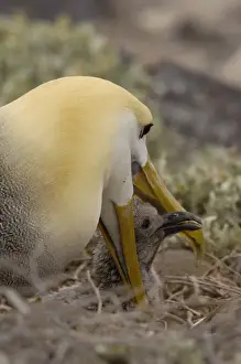 Images Dated 28th June 2006: Waved albatross (Phoebastria irrorata) & chick Espanola (Hood) Island. Galapagos