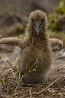 Images Dated 27th July 2007: Waved albatross (Phoebastria irrorata) chick Galapagos Islands ECUADOR. South