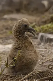 Images Dated 27th July 2007: Waved albatross (Phoebastria irrorata) chick Galapagos Islands ECUADOR. South