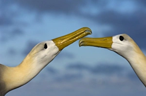 Images Dated 21st August 2012: Waved Albatross (Phoebastria irrorata) Courtship. Punta Cevallos, Espanola Island