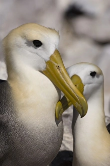 Waved Albatross (Phoebastria irrorata) Courtship, Punta Cevallos, Espanola Island