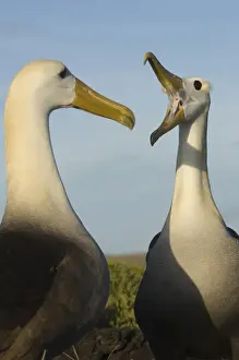 Images Dated 20th January 2010: Waved Albatross (Phoebastria irrorata) Courtship Punta Cevallos, Espaaa'ola Island