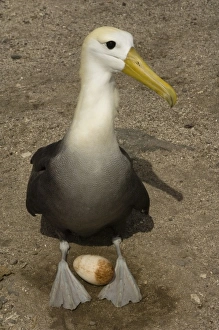 Waved Albatross (Phoebastria irrorata) with egg. Punta Cevallos, Espanola Island