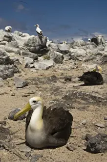 Waved Albatross (Phoebastria irrorata) with Nazca Boobies (formerly Masked booby)