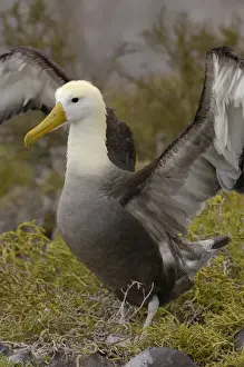 Talk Prints: Waved albatross (Phoebastria irrorata) pair in courtship ritual which they perfect over the years