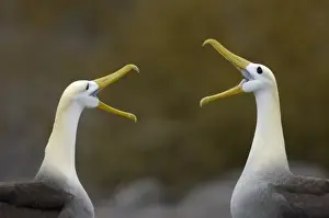 Images Dated 28th June 2006: Waved albatross (Phoebastria irrorata) pair in courtship ritual which they perfect over the years