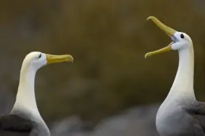 Images Dated 28th June 2006: Waved albatross (Phoebastria irrorata) pair in courtship ritual which they perfect over the years
