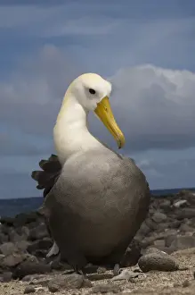 Waved Albatross (Phoebastria irrorata) preening Punta Cevallos, Espaaa'ola Island