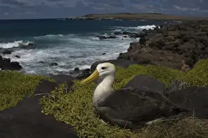 Waved Albatross (Phoebastria irrorata) Punta Cevallos, Espaaa'ola Island, GALAPAGOS