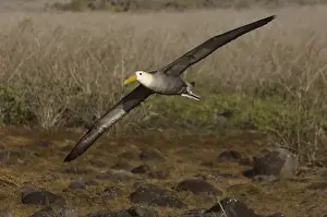 Waved Albatross (Phoebastria irrorata) Punta Cevallos, Espaaa'ola Island, GALAPAGOS