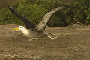 Images Dated 20th January 2010: Waved Albatross (Phoebastria irrorata) Punta Cevallos, Espaaa'ola Island, GALAPAGOS