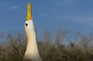 Waved Albatross (Phoebastria irrorata) Punta Cevallos, Espanola Island, Galapagos Islands, Ecuador