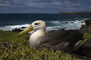 Images Dated 28th May 2008: Waved Albatross (Phoebastria irrorata) Punta Cevallos, EspaAnola Island, Galapagos Islands