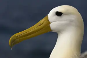 Waved Albatross (Phoebastria irrorata) Punta Cevallos, Espaaa'ola Island, GALAPAGOS