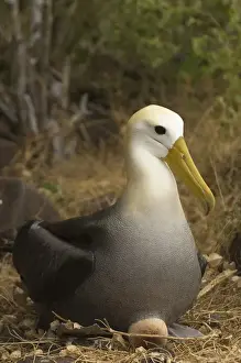 Images Dated 20th January 2010: Waved Albatross (Phoebastria irrorata) sitting on egg Punta Suarez, Espaaa'ola Island