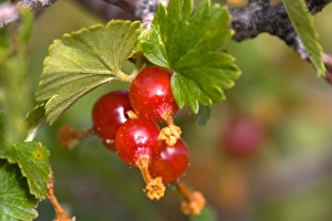 Images Dated 9th August 2006: Wax Currant, Ribes Cereum. Grossulariaceae, Gooseberry. Ripening wild wax currents