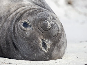 Malvinas Prints: Weaned pup. Southern elephant seal during mating and pupping season on a beach on Sea Lion Island
