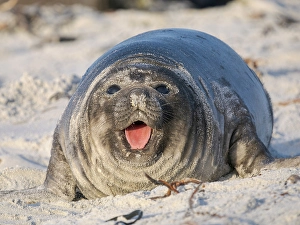 Malvinas Prints: Weaned pup of southern elephant seal during mating season on beach of Sea Lion Island