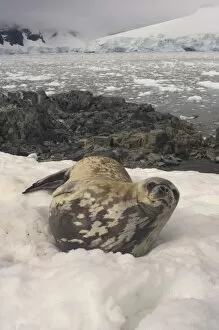 weddell seal along the Antarctic Peninsula