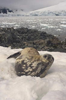 Images Dated 27th January 2007: weddell seal along the Antarctic Peninsula