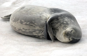 Images Dated 10th February 2006: Weddell seal Antarctica