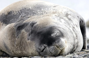 Images Dated 10th February 2006: Weddell seal Antarctica