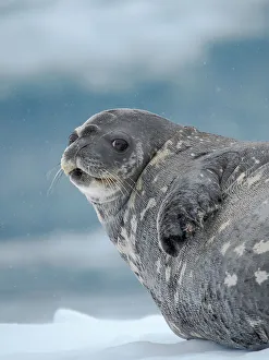 Weddell seal on ice floe in the Cierva Cove, Antarctic Peninsula. Antarctica