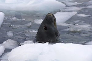 Images Dated 27th January 2007: weddell seal, Leptonychotes weddellii, in the waters along the western Antarctic Peninsula
