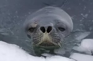 weddell seal, Leptonychotes weddellii, in the waters along the western Antarctic Peninsula