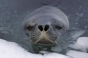 Images Dated 27th January 2007: weddell seal, Leptonychotes weddellii, in the waters along the western Antarctic Peninsula