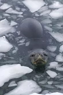 Images Dated 27th January 2007: weddell seal, Leptonychotes weddellii, in the waters along the western Antarctic Peninsula