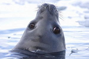 Images Dated 27th January 2007: weddell seal, Leptonychotes weddellii, in the waters along the western Antarctic Peninsula