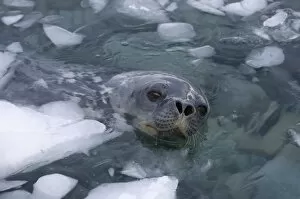 Images Dated 27th January 2007: weddell seal, Leptonychotes weddellii, in the waters along the western Antarctic Peninsula