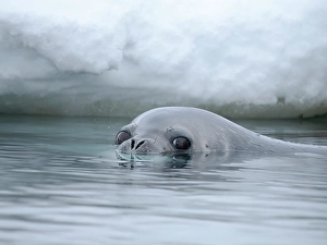 Seal Prints: Weddell seal swimming near Goudier Island, Antarctic Peninsula. Antarctica