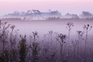 Images Dated 28th January 2024: Weed stems silhouetted and foggy sunrise, Oldham County, Kentucky