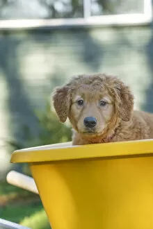 Ten week old Red Golden Retriever puppy, sitting in a wheelbarrow. (PR)